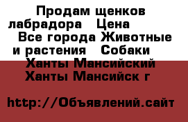 Продам щенков лабрадора › Цена ­ 20 000 - Все города Животные и растения » Собаки   . Ханты-Мансийский,Ханты-Мансийск г.